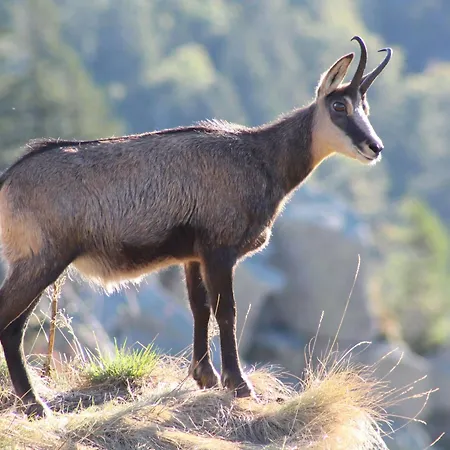 Vakantiehuis A - Proche Et Pistes, Chem Cheminee, 2 - Fr-1-589-108 Gérardmer