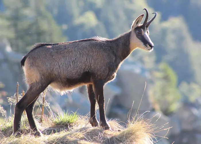 Prázdninový dům A - Proche Et Pistes, Chem Cheminee, 2 - Fr-1-589-108 Gérardmer